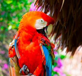 Мадре-де-Дьёс